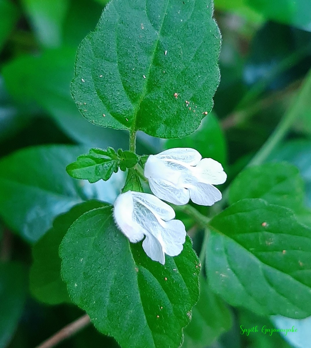 Leucas biflora (Vahl) Sm.